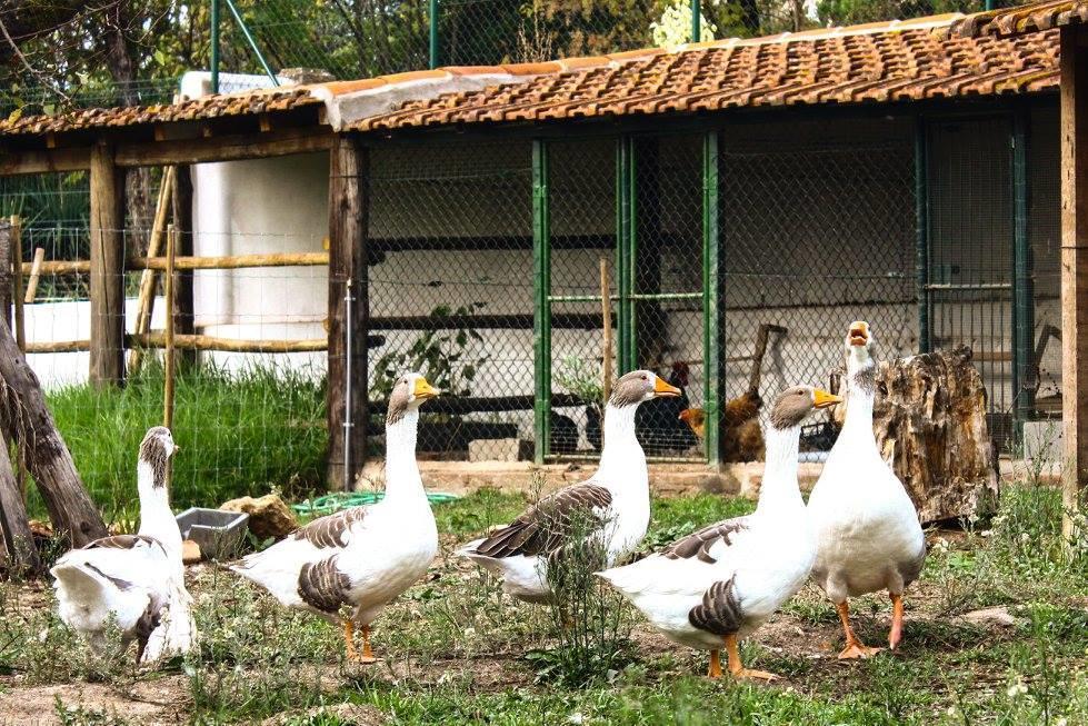 Casal Das Flores Ξενοδοχείο Torres Novas Εξωτερικό φωτογραφία