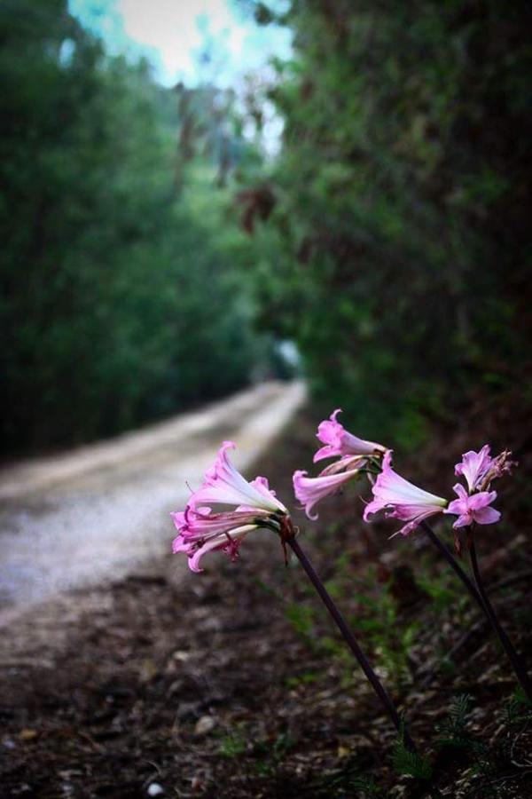 Casal Das Flores Ξενοδοχείο Torres Novas Εξωτερικό φωτογραφία