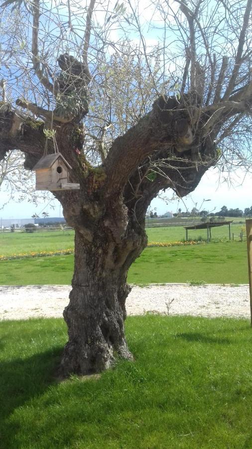 Casal Das Flores Ξενοδοχείο Torres Novas Εξωτερικό φωτογραφία