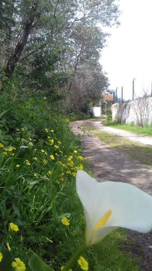 Casal Das Flores Ξενοδοχείο Torres Novas Εξωτερικό φωτογραφία